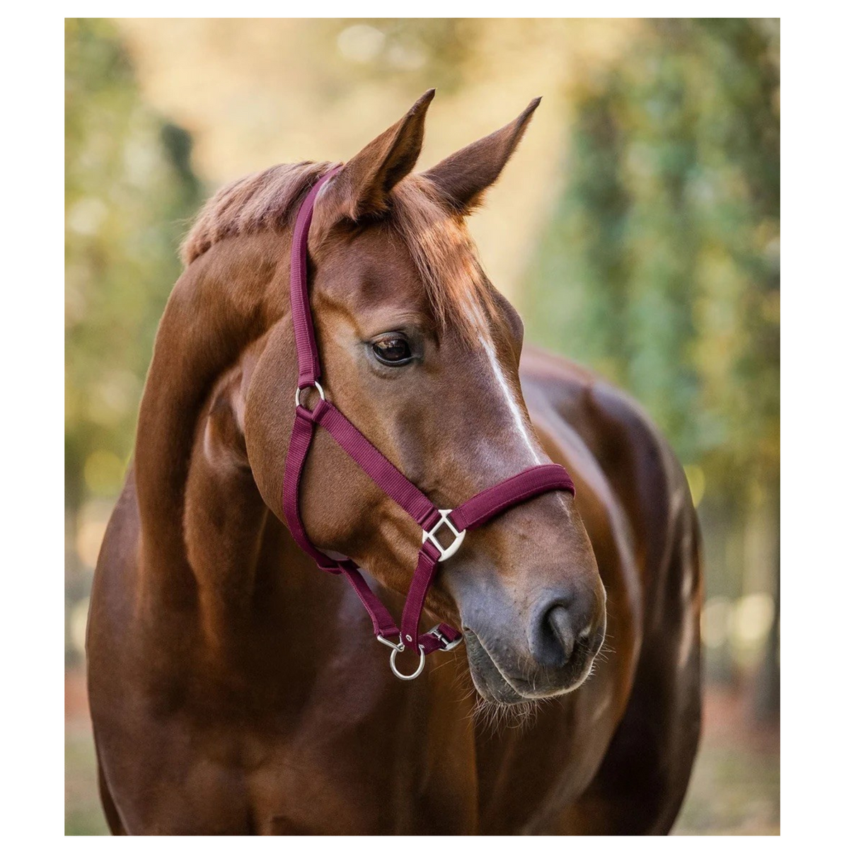 Grime Perlon Satin Bordeaux til heste fra Waldhausen
