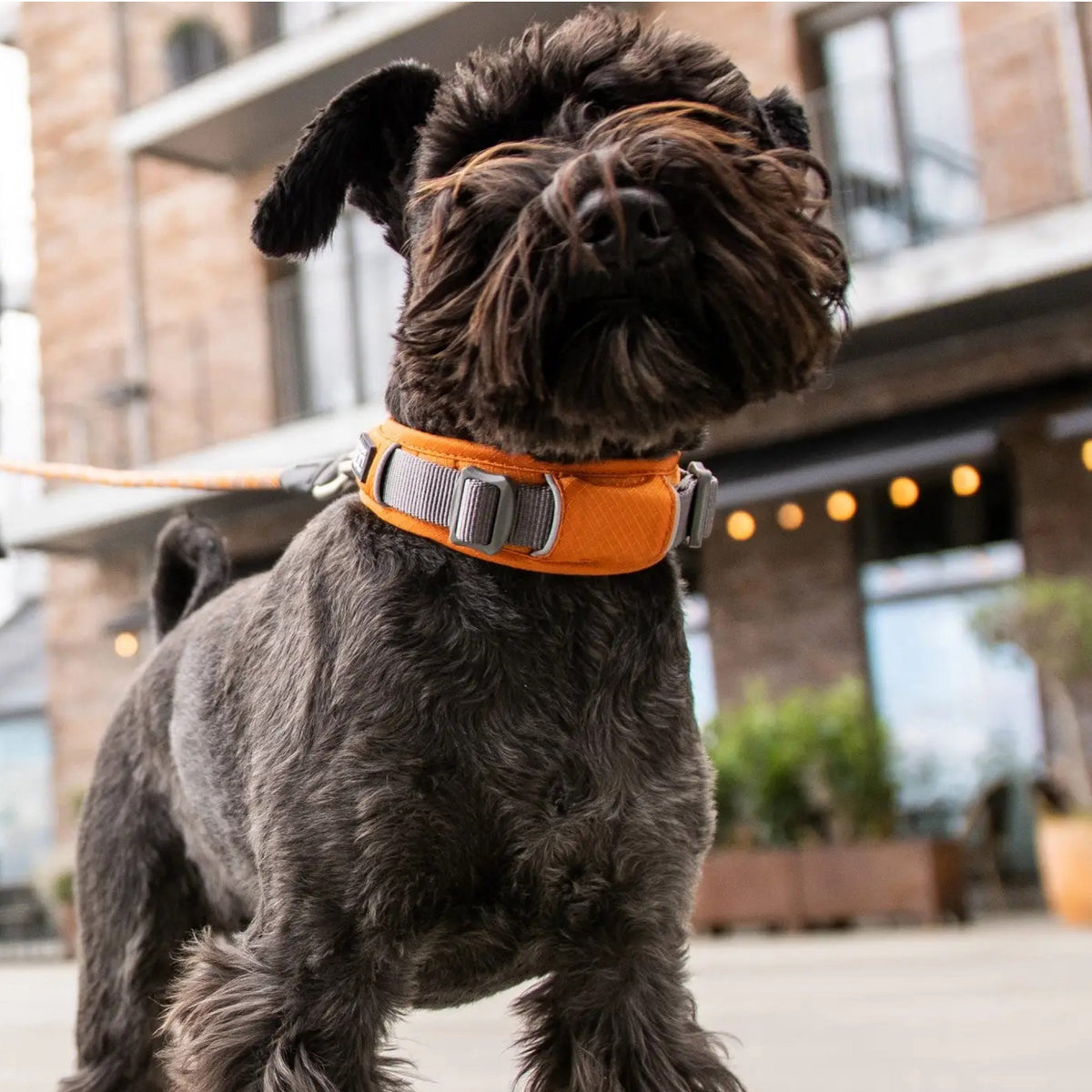 Urban Explorer halsbånd L Oran til hunde fra Brogaarden