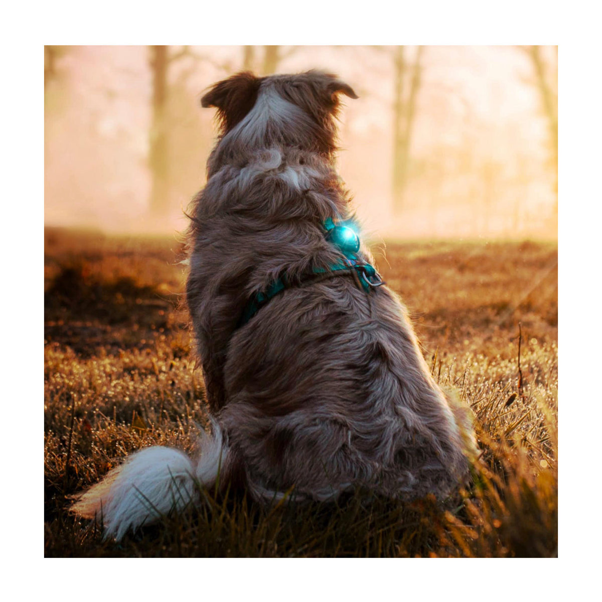 Orbiloc Dog Dual Hvid til heste fra Brogaarden