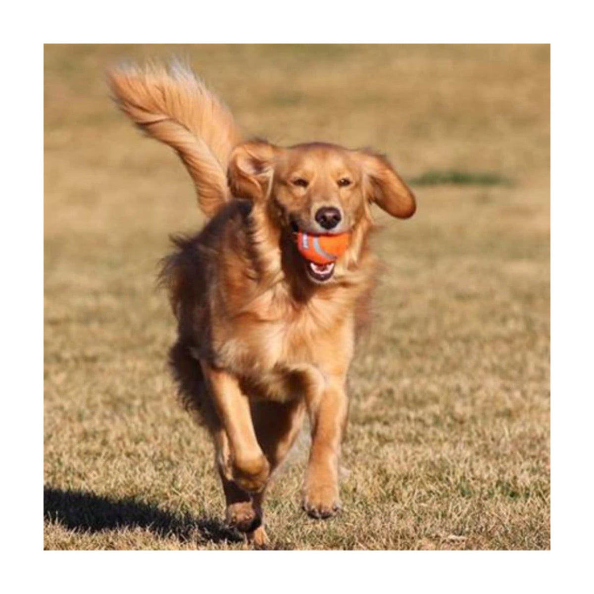 Chuckit Tennisbold Large i 1 stk pakning til hunde – billede 2