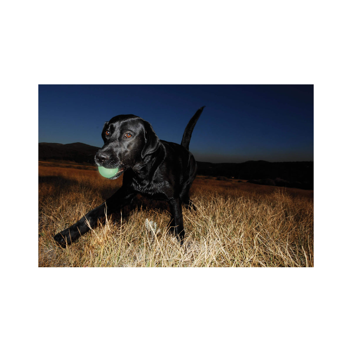 Chuckit Max Glow Bold Large til hunde – billede 4