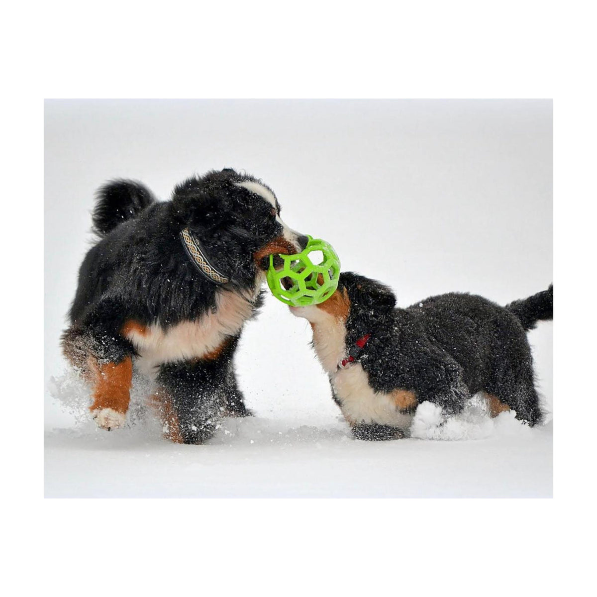 HOL-EE Roller Jumbo 19cm i 19 cm pakning til hunde fra JW