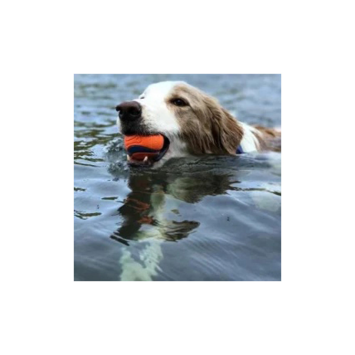 Chuckit Ultra Ball X-Large til hunde – billede 2