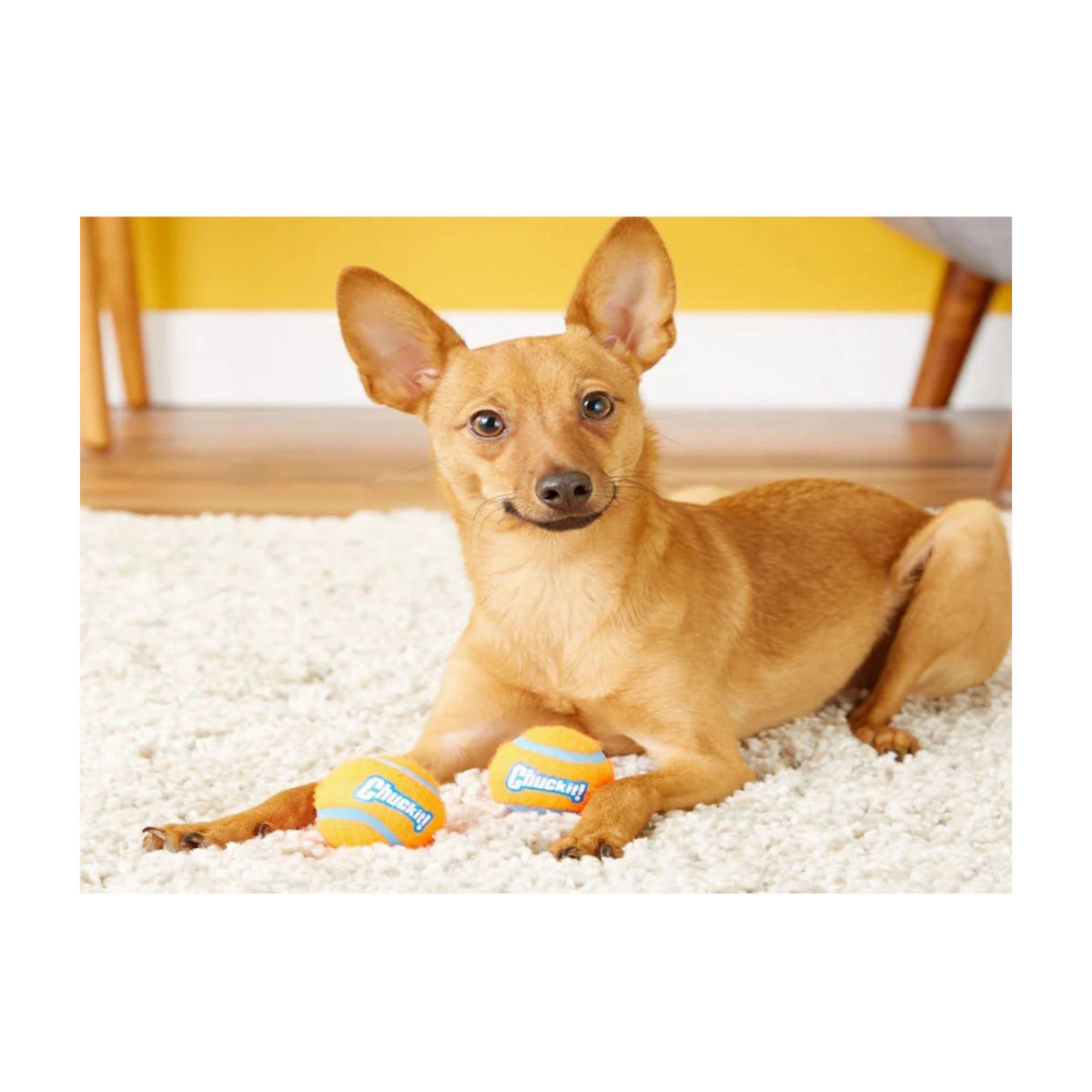 Chuckit Tennisbolde i 2 stk pakning til hunde – billede 2