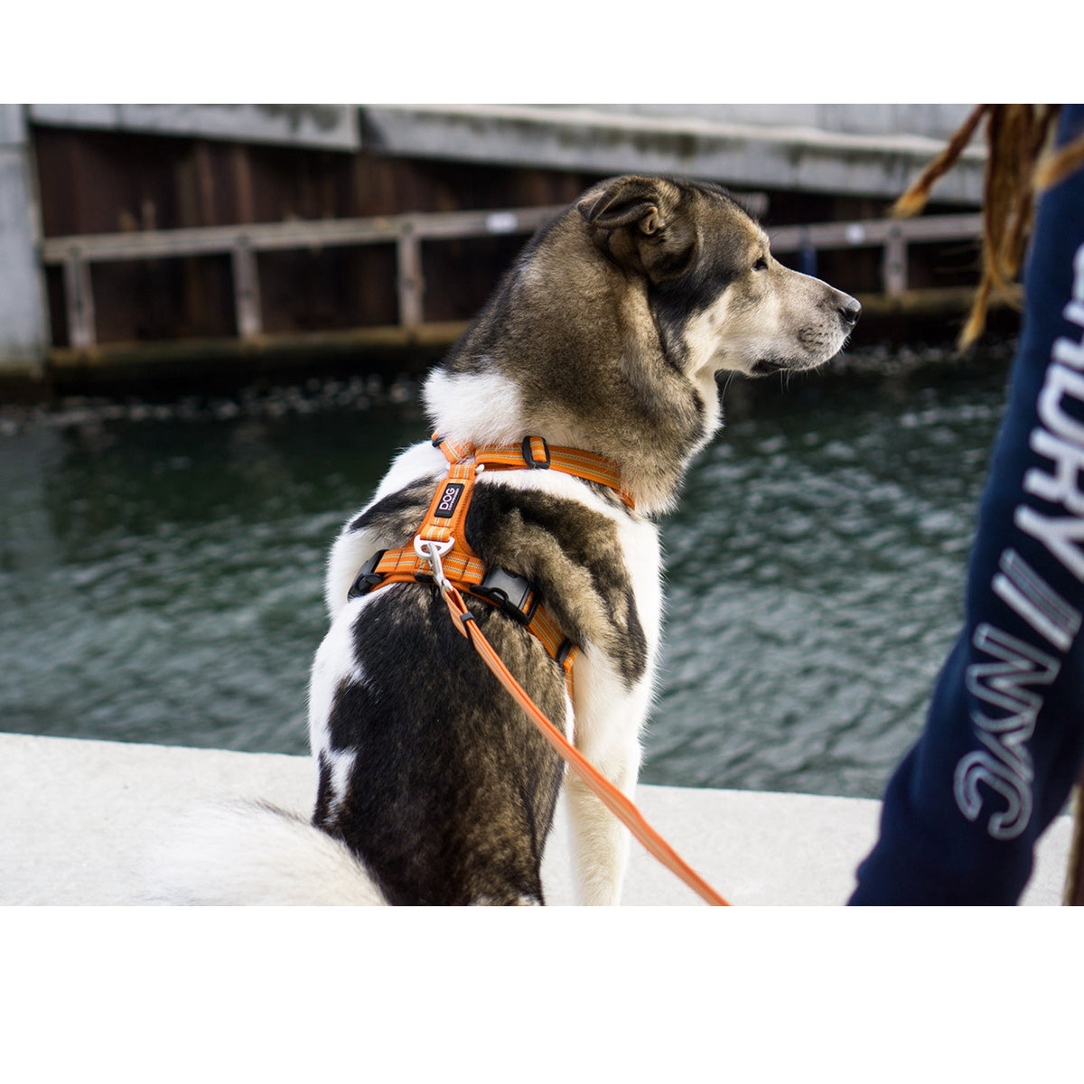 DOG Copenhagen Comfort Walk Air Orange til hunde – billede 2