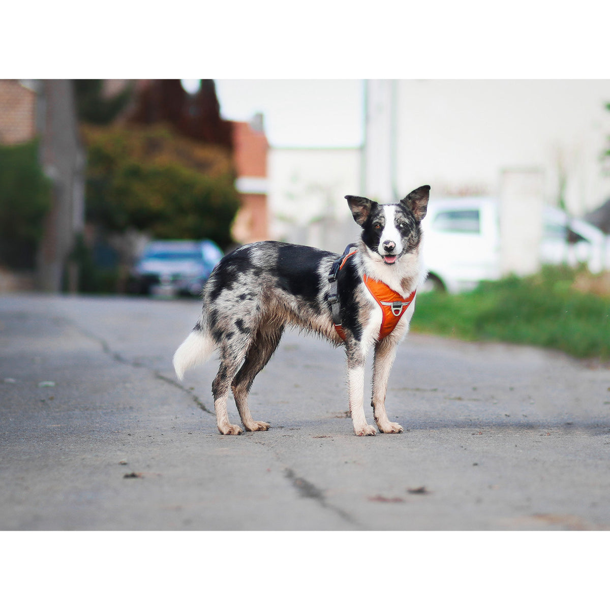 DOG Copenhagen Comfort Walk Pro Orange til hunde – billede 2