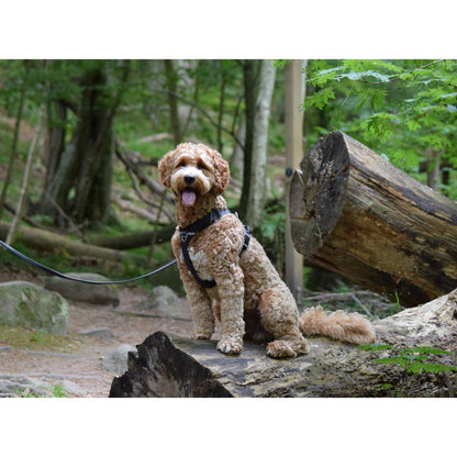 DOG Copenhagen Comfort Walk Pro Sort til hunde – billede 2