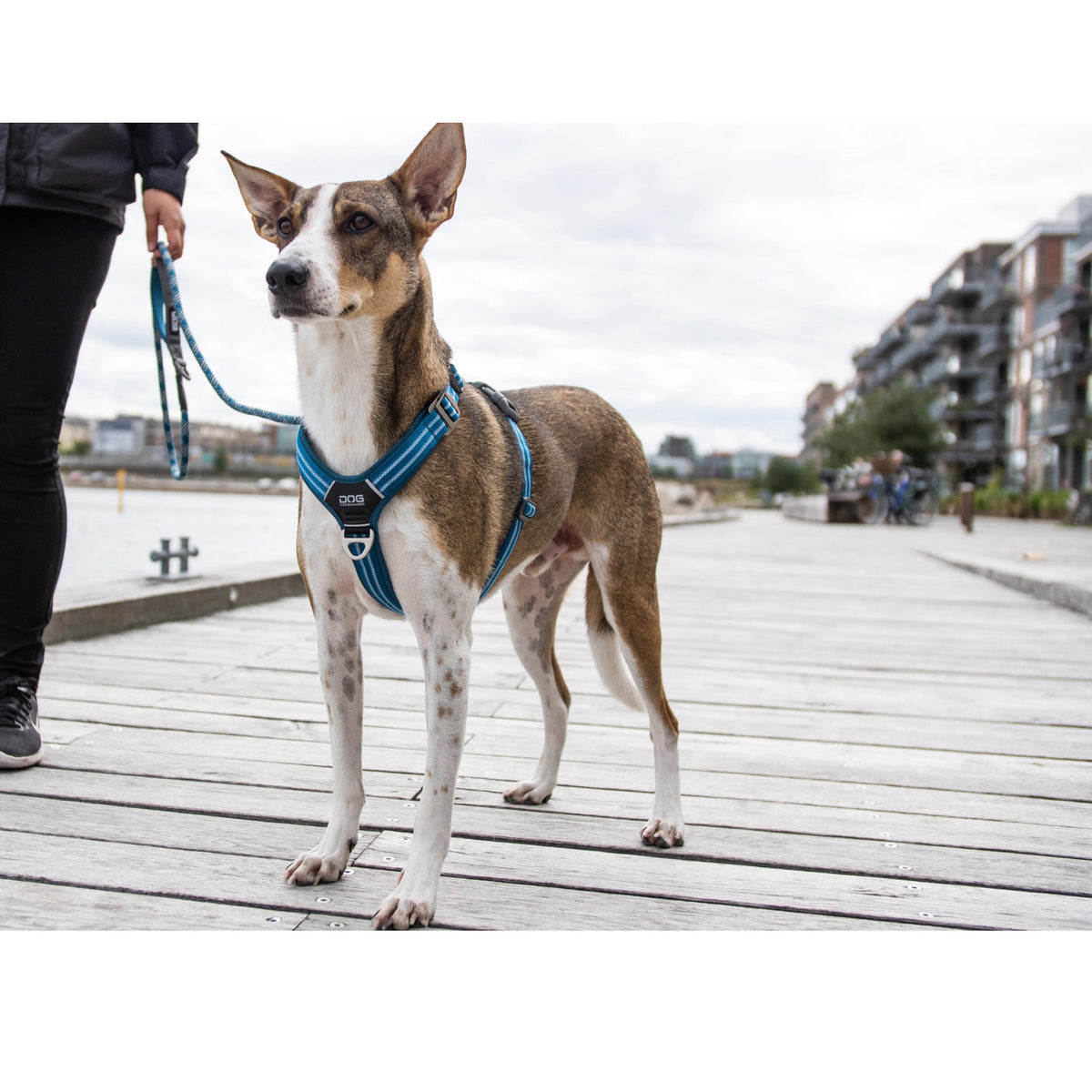 DOG Copenhagen Hundesele Comfort Walk Air str. S Grøn til hunde – billede 7