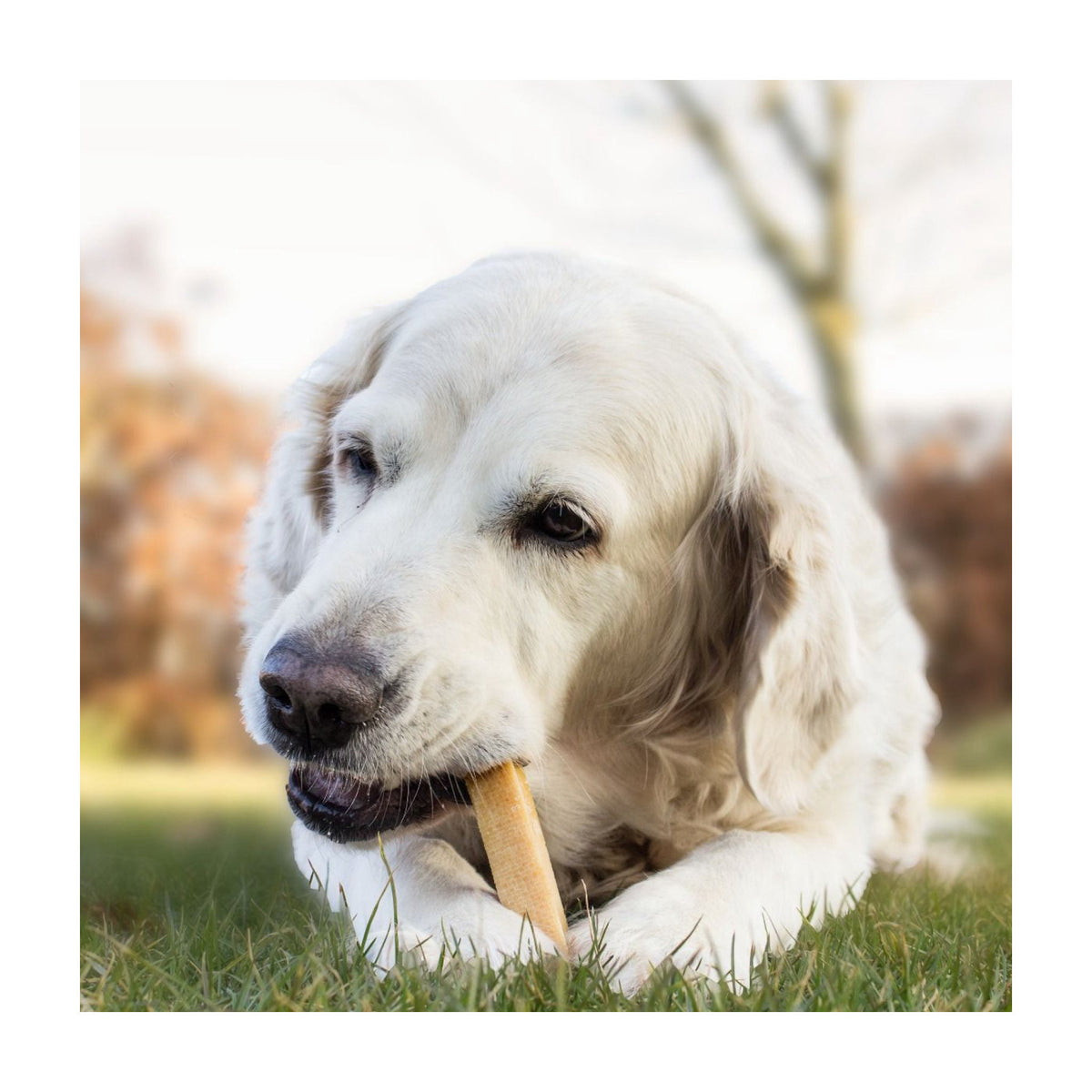 Yaki Original Osteben Large 100 i 110 g pose til hunde – billede 5