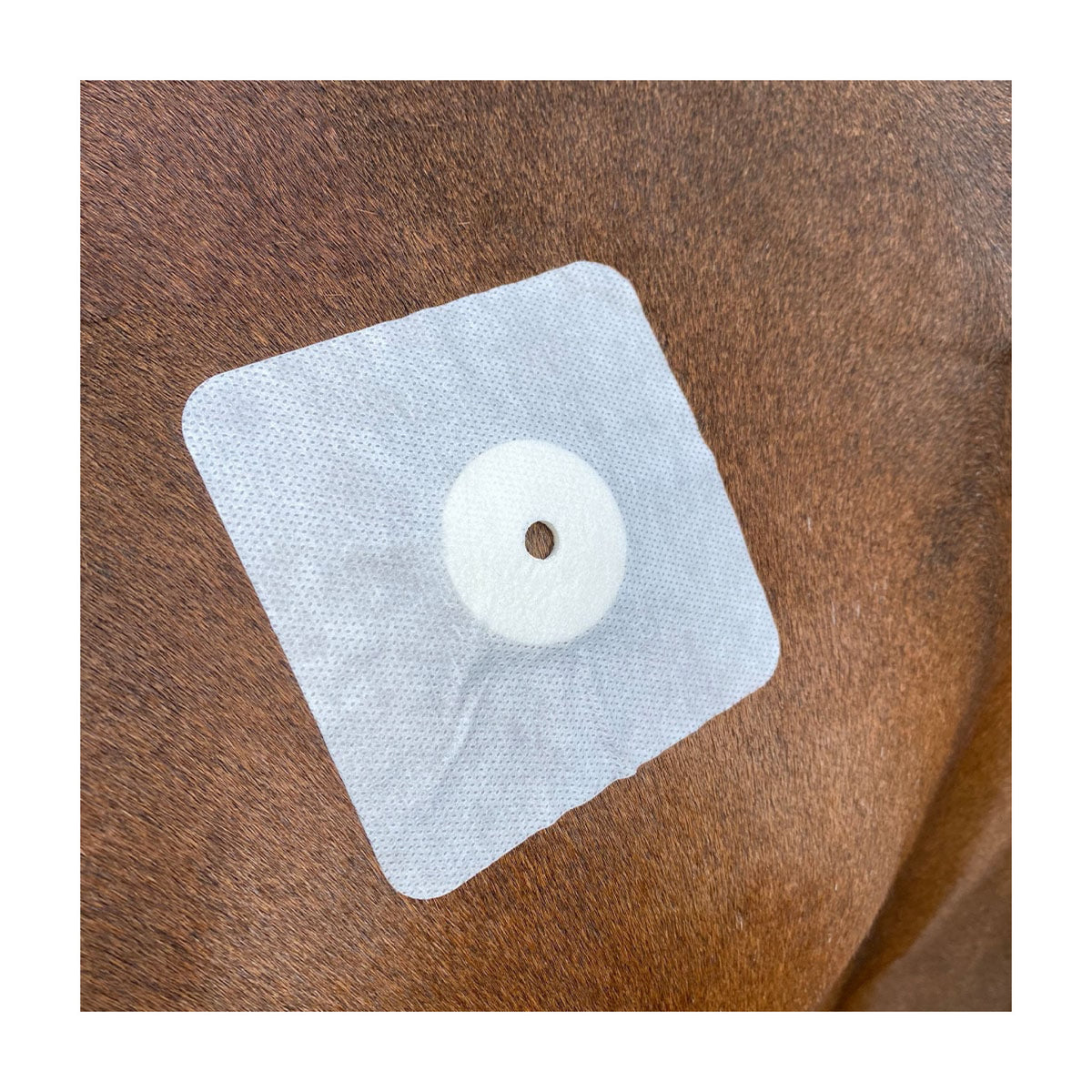 Bacxitium Sårplaster 10 x 10 cm i 10 cm pakning til heste