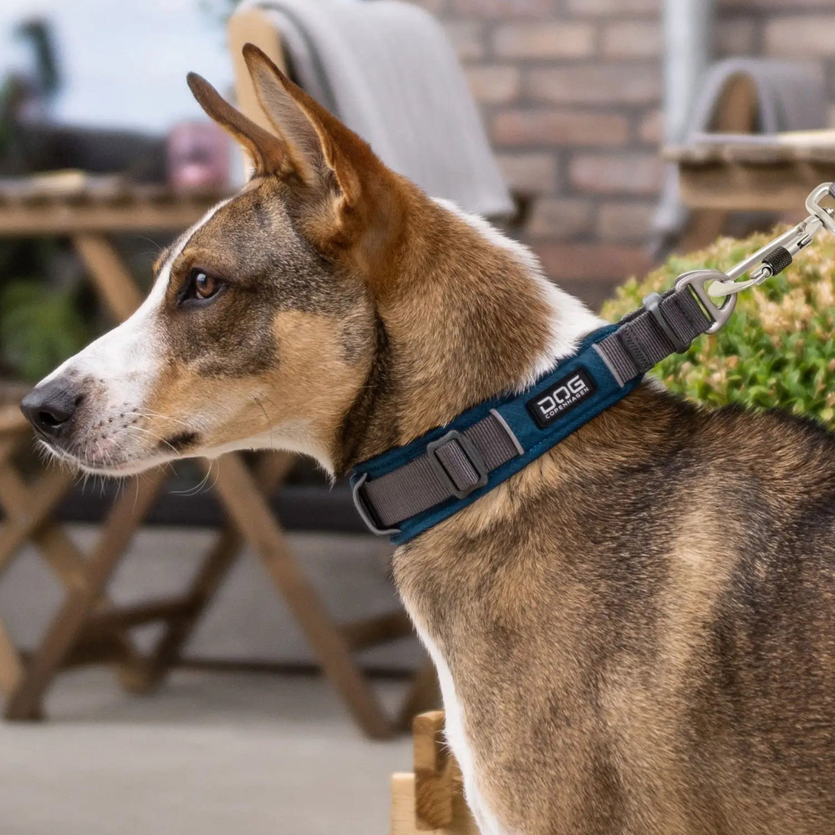 Urban Explorer halsbånd L Blå til hunde fra Brogaarden