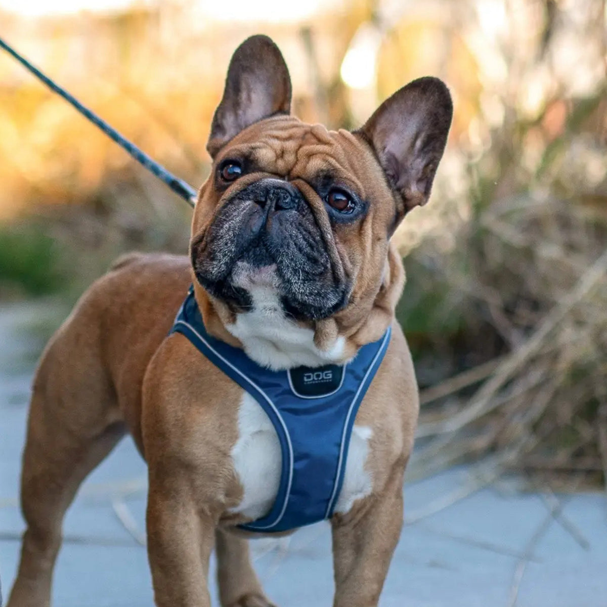 Comfort Walk Go S Blå til hunde fra Brogaarden
