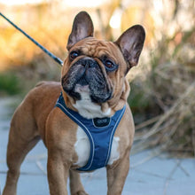 Comfort Walk Go S Blå til hunde fra Brogaarden