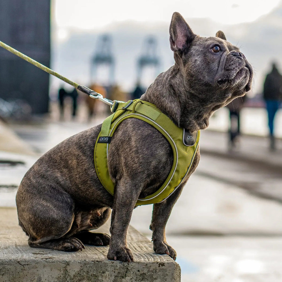 Comfort Walk Go M Grøn til hunde fra Brogaarden