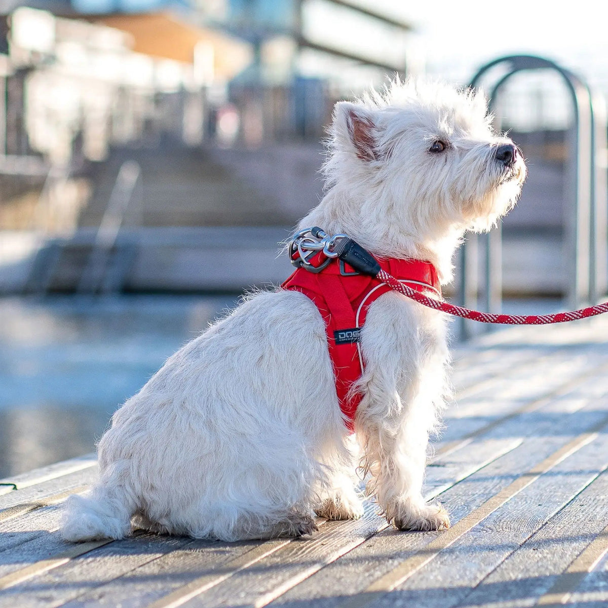 Comfort Walk Go M Rød til hunde fra Brogaarden