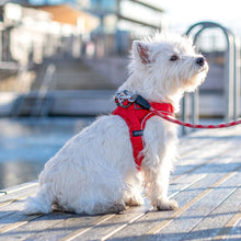 Comfort Walk Go M Rød til hunde fra Brogaarden