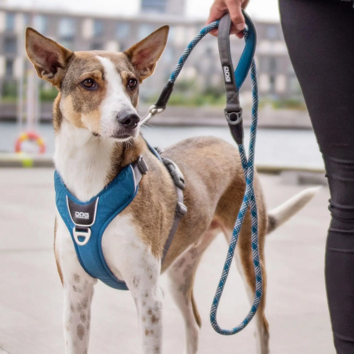 DOG Copenhagen Urban Rope Line Blå til hunde – billede 2
