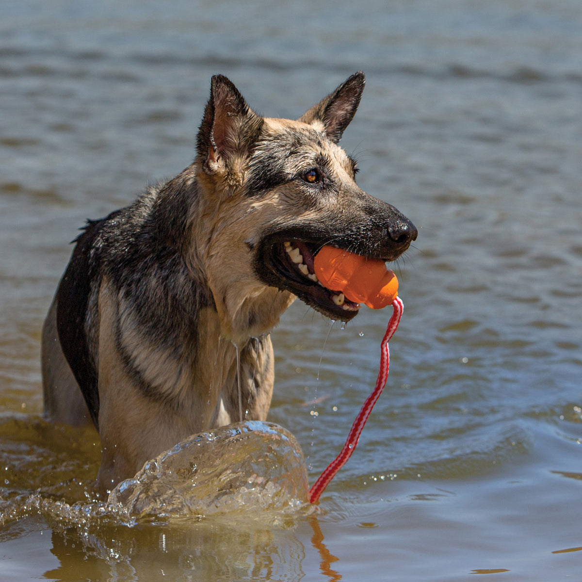 KONG Aqua Vandlegetøj Orange til hunde – billede 2