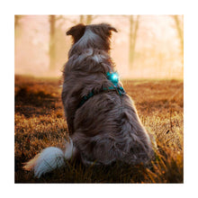 Orbiloc Dog Dual Hvid til heste fra Brogaarden