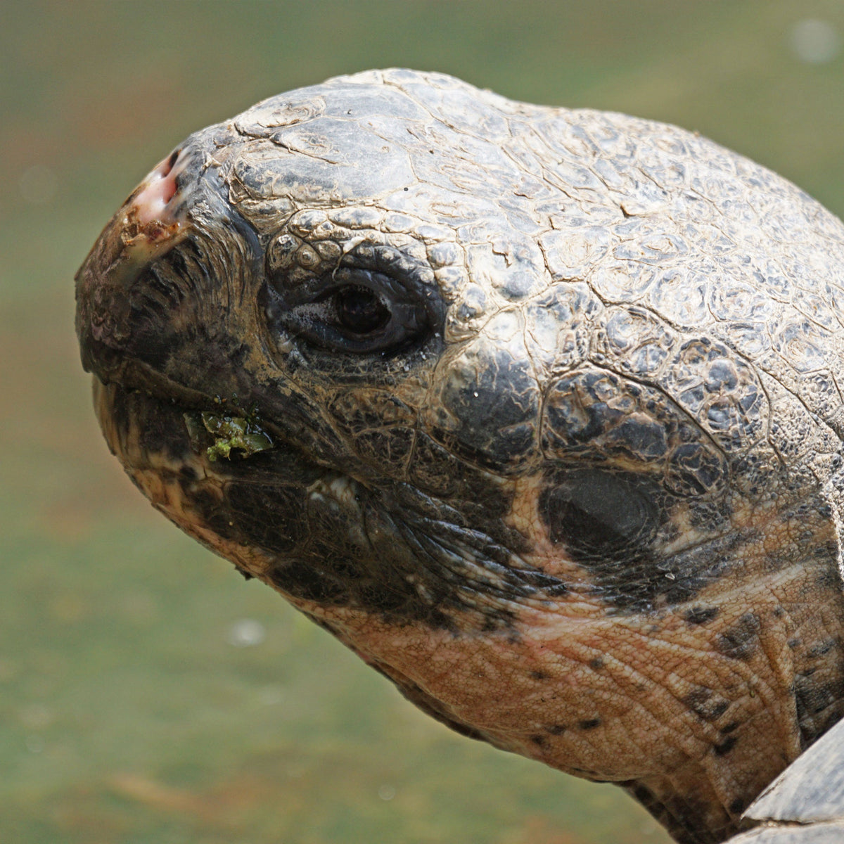 Mazuri Tortoise Diet i 11,36 kg sæk fra Mazuri Zoo Foods – billede 3