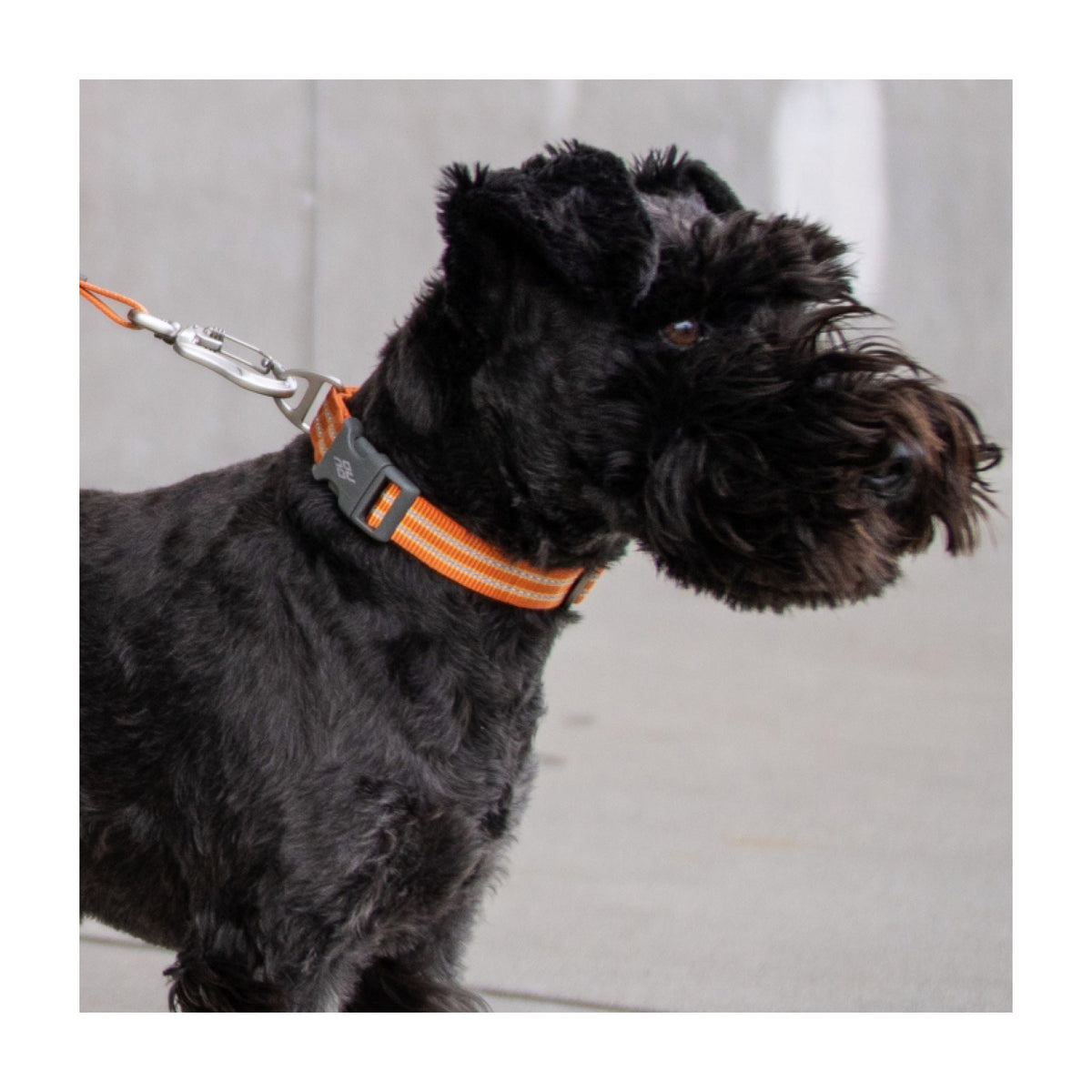 Urban Style Halsbånd Orang L til hunde fra Brogaarden