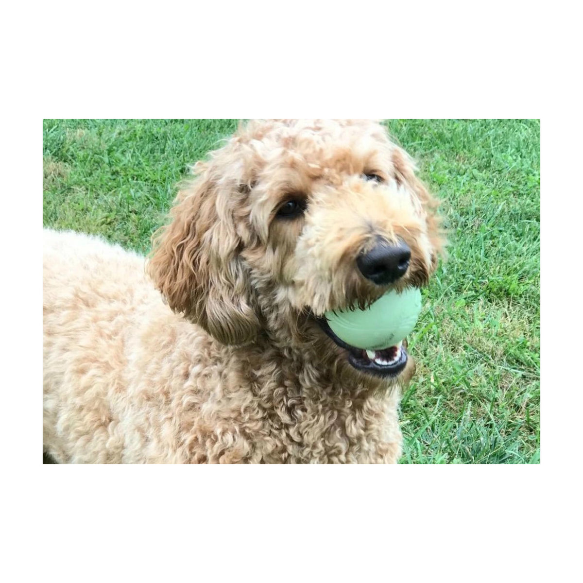 Chuckit Max Glow Bold X-Large til hunde