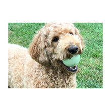 Chuckit Max Glow Bold X-Large til hunde