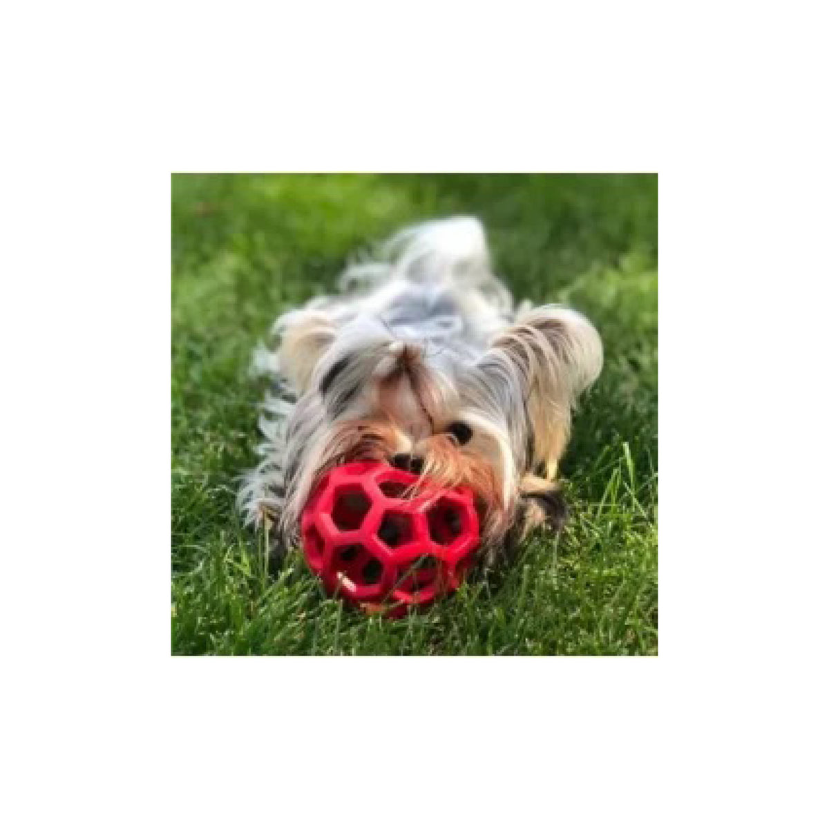 HOL-EE Roller Small 8cm i 8 cm pakning til hunde fra JW – billede 2