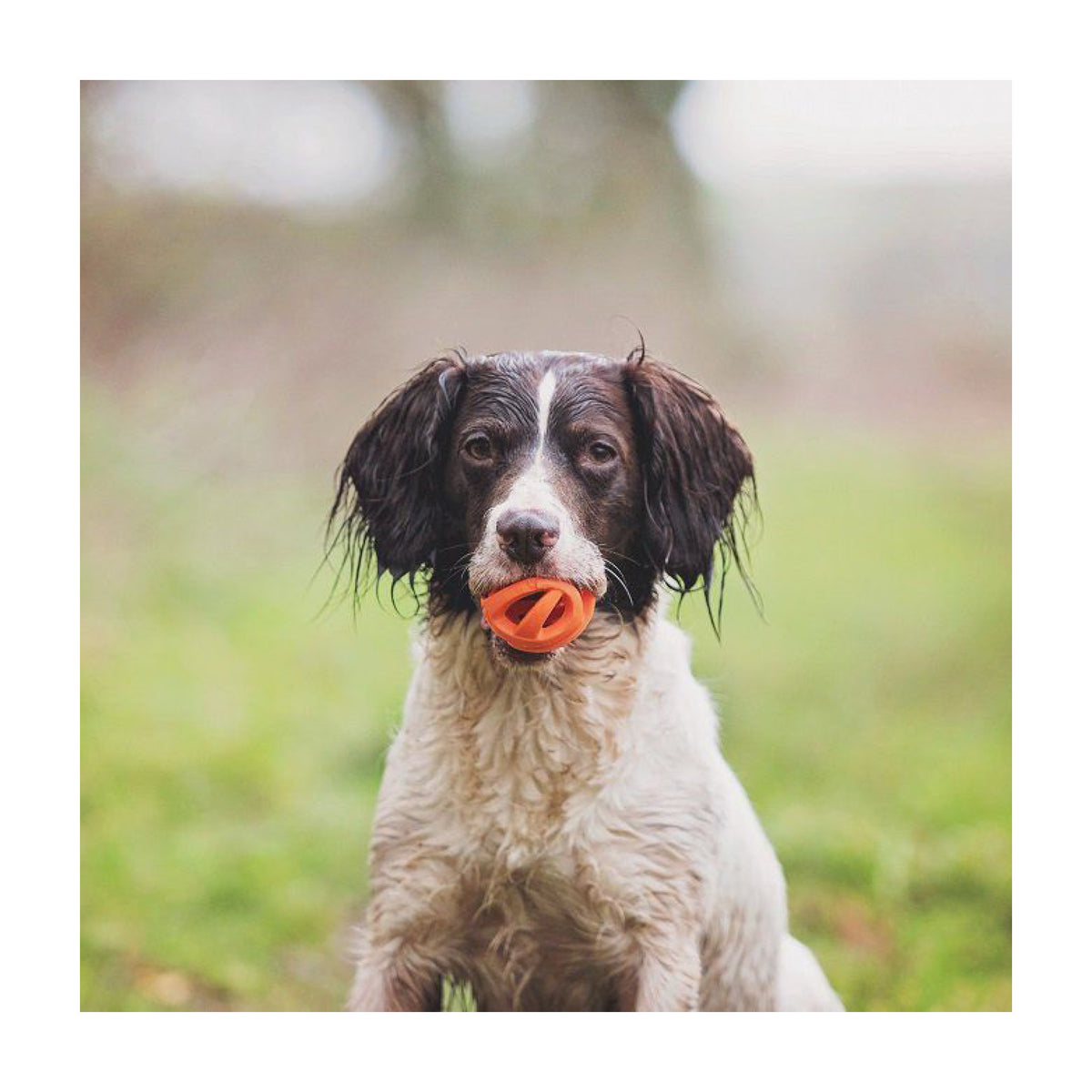 Chuckit Breathe Right Bold Large til hunde – billede 2