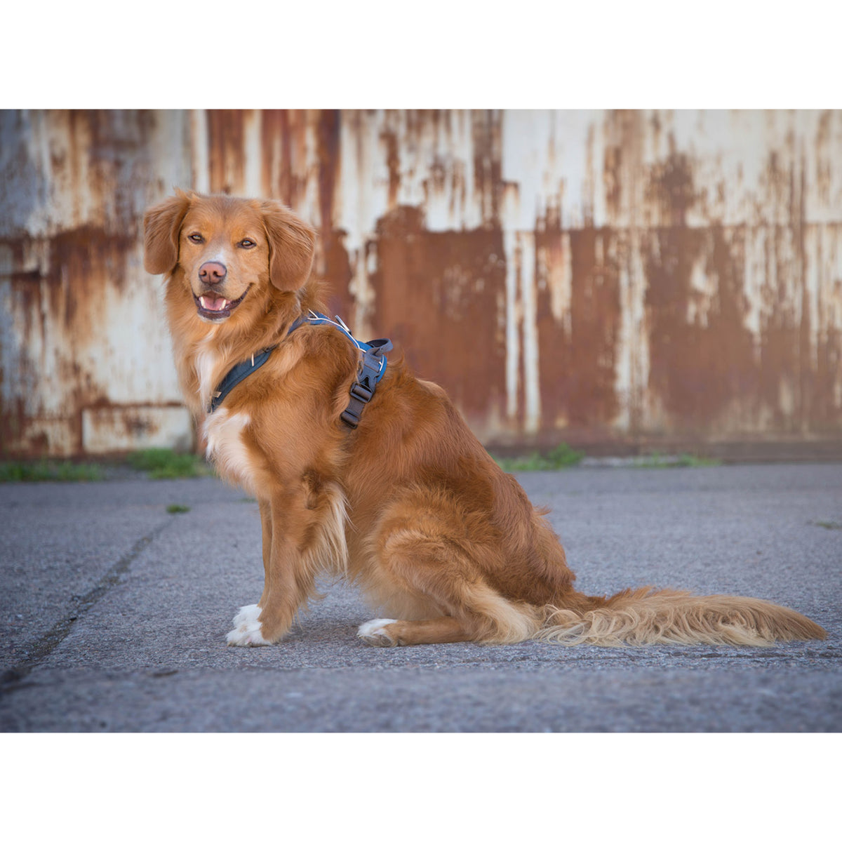 DOG Copenhagen Hundesele Comfort Walk Pro str. L Orange til hunde – billede 6