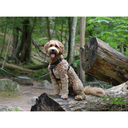 DOG Copenhagen Hundesele Comfort Walk Pro str. L Blå til hunde – billede 7