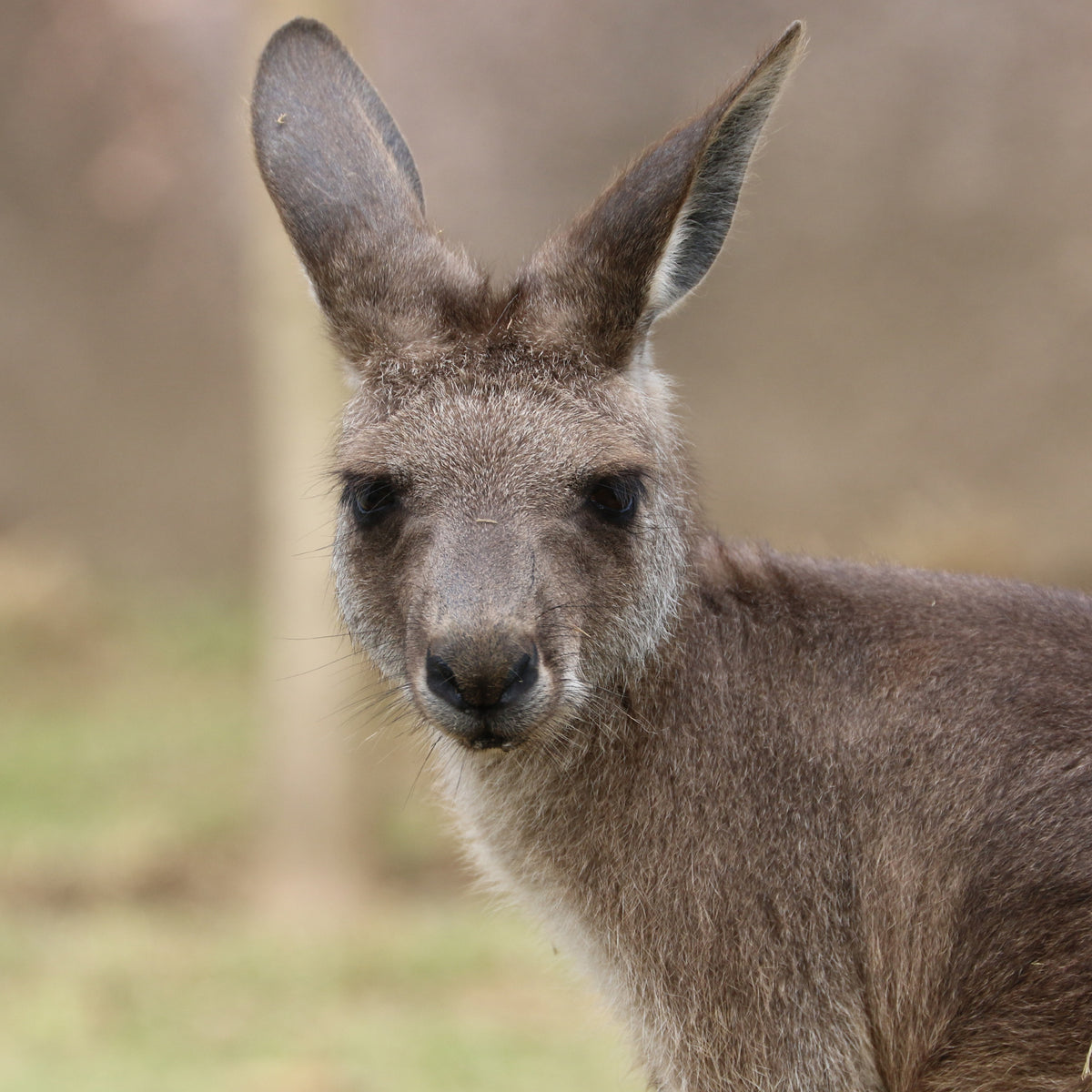 Kangaroo & Wallaby foder i 20 kg sæk fra Dodson & Horrell – billede 3