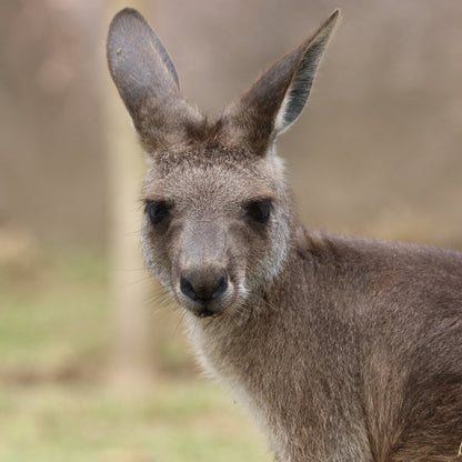 Kangaroo & Wallaby foder i 20 kg sæk fra Dodson & Horrell – billede 3