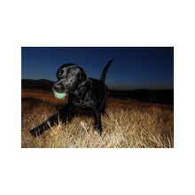 Chuckit Max Glow Bold til hunde