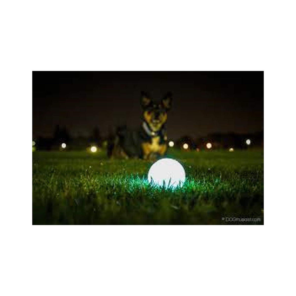 Chuckit Max Glow Bold til hunde – billede 2