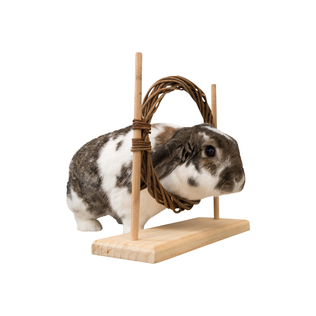 Kaninhop / Agilitysæt 28 x 26 cm i 26 cm pakning til kaniner og gnavere fra Trixie – billede 4